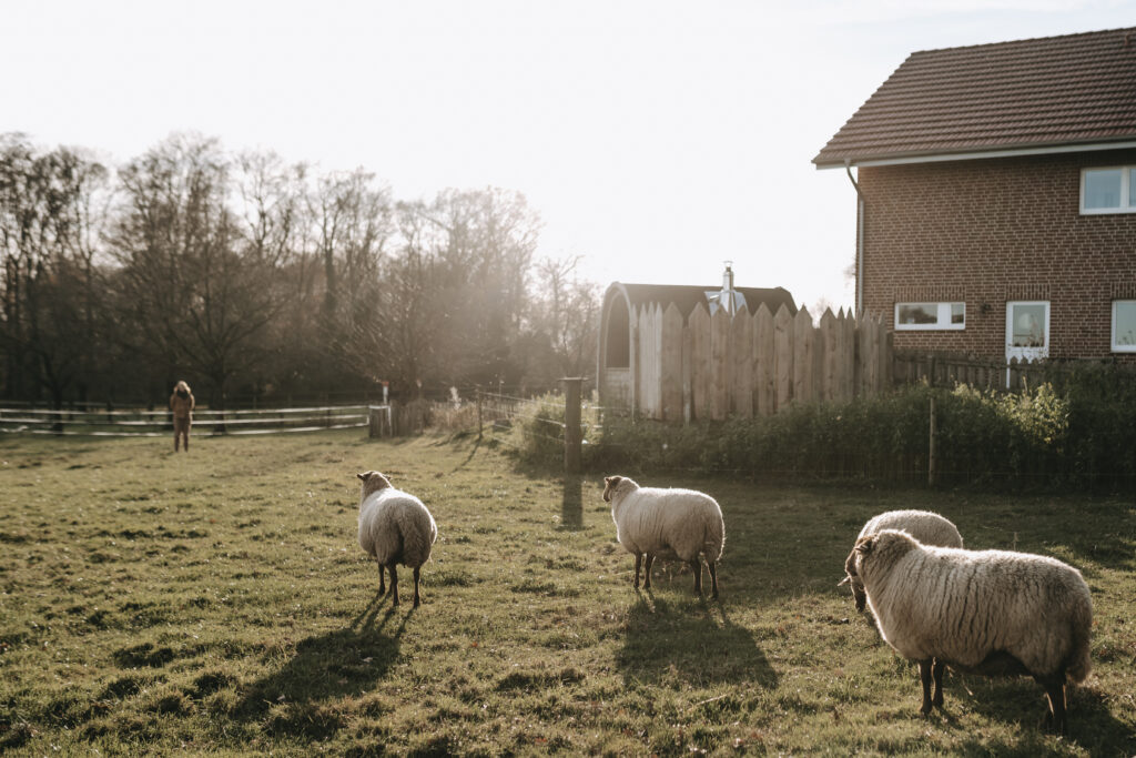 Der Hof und die Schafe Heiden